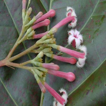 Quinine (Cinchona Pubescens Vahl.)